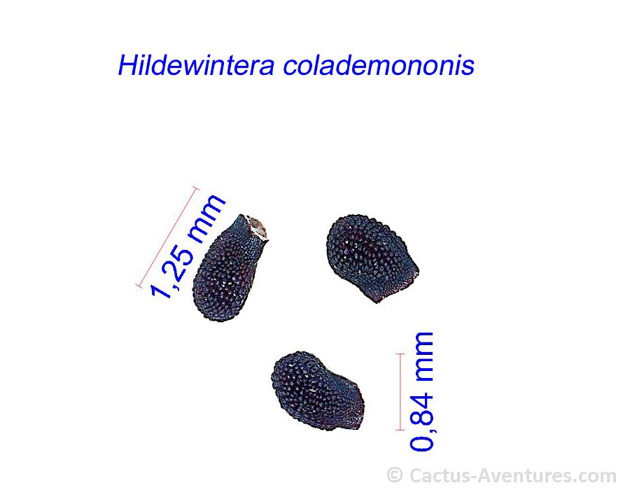 Hildewintera colademononis (or Cleistocactus...) JM